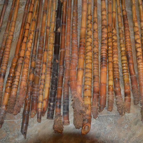 特价100根罗汉竹钓鱼竿手把竹手杖原材料龟甲竹罗汉竹扇骨碳化竹