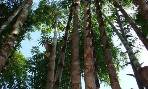 这是世界最大的竹子,砍断能当水桶,竹笋和成人一样高,就在我国